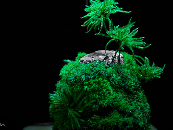 Terrariumis sammal (jõulukink)