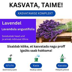 Kasvatamise komplekt. Hea kinkeidee. Saa mõnu kasvatamisest. (3 foto / 4)