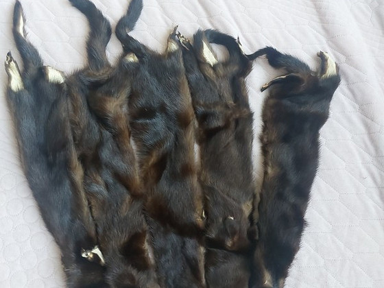 Цельные норковые шкурки