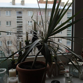 Драцены