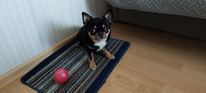 Koerad (1 foto / 3)