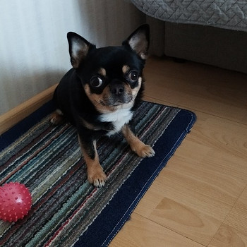 Koerad