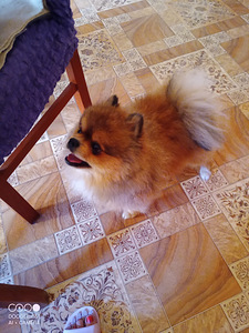 Pommeri spits otsib pruudi dokumente (2 foto / 2)