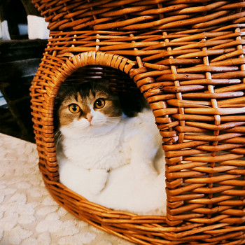 Кошачий домик