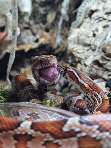 Panterophis guttatus (1 foto no 10)
