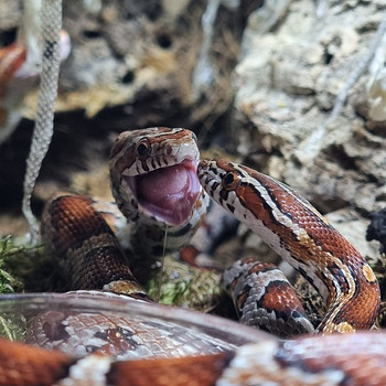 Panterophis guttatus
