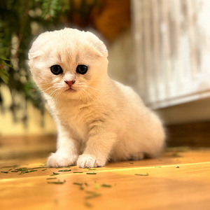 Scottish fold (1 valokuva sivusta 3)