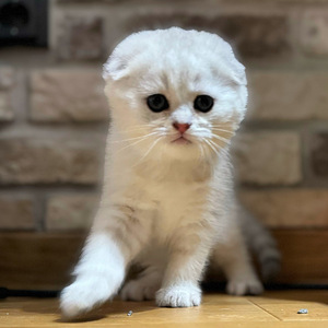 Scottish fold (2 valokuva sivusta 3)