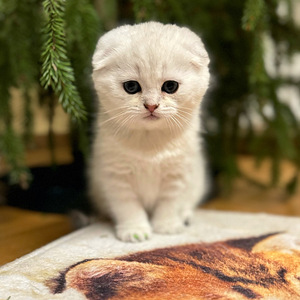 Scottish fold (3 valokuva sivusta 3)
