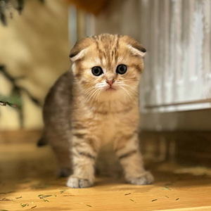 Scottish fold (1 valokuva sivusta 5)