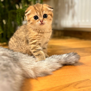 Scottish fold (2 valokuva sivusta 5)