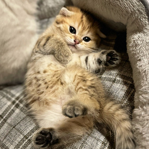 Scottish fold (3 valokuva sivusta 5)