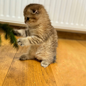 Scottish fold (4 valokuva sivusta 5)