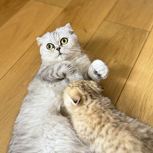 Scottish fold (5 valokuva sivusta 5)