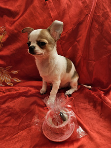 Chihuahua (1 foto no 1)