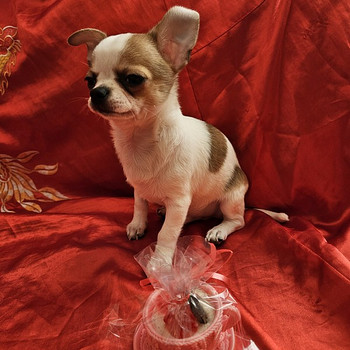 Chihuahua