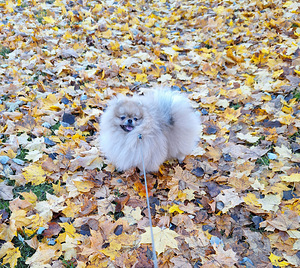 Pomeranian spitz (1 foto / 3)