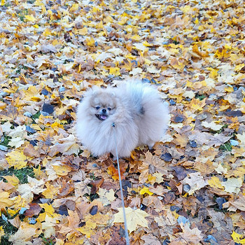 Pomeranian spitz