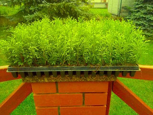 Thuja smaragd (1 foto / 2)