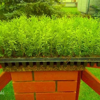 Thuja smaragd
