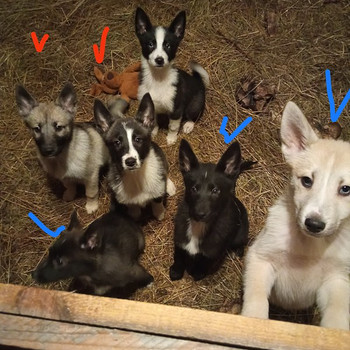 Щенки лайки