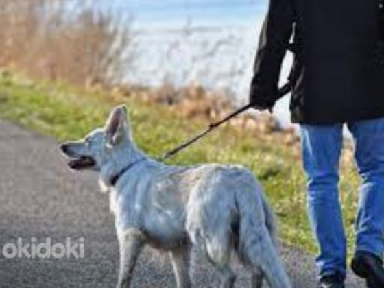 Olen 12a tahan suvel tööle, Töö näiteks koertega jalutamine