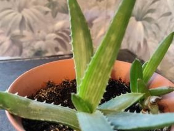 Aaloe, aloe vera tasuta