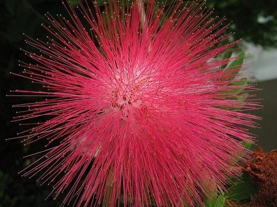 Albizia julibrissin rosea
