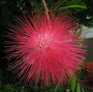 Albizia julibrissin rosea (1 фото из 6)