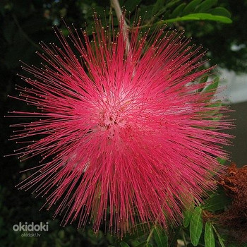 Albizia julibrissin rosea