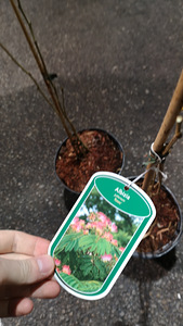 Albizia julibrissin rosea (6 фото из 6)
