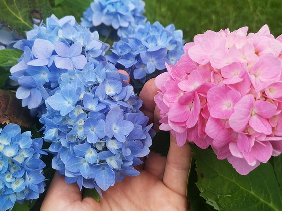 Гортензия Macrophylla Endless Summer Eesti