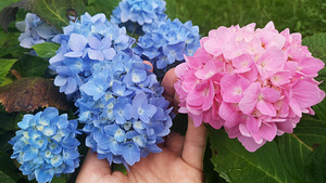 Гортензия Macrophylla Endless Summer Eesti (1 фото из 10)