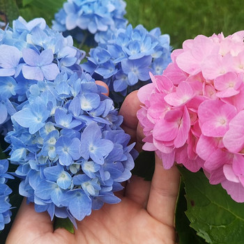 Гортензия Macrophylla Endless Summer Eesti