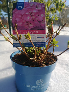 Гортензия Macrophylla Endless Summer Eesti (6 фото из 10)