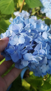 Гортензия Macrophylla Endless Summer Eesti (7 фото из 10)