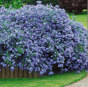 Ceanothus impressus victoria (1 foto no 4)