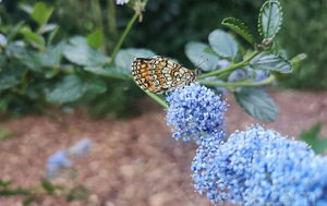 Ceanothus impressus victoria (2 foto no 4)