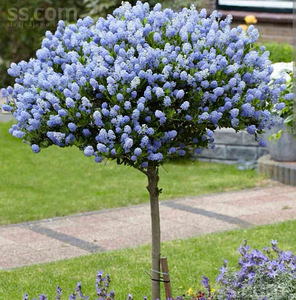 Ceanothus impressus victoria (4 foto no 4)