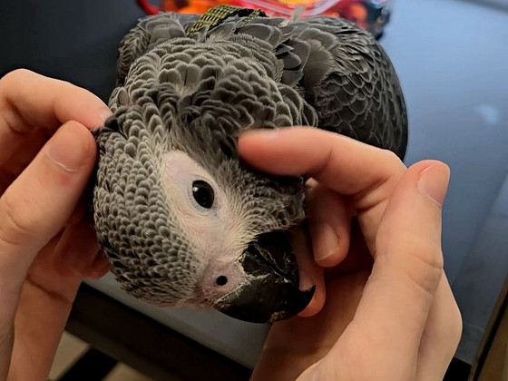 Hallpapagoi