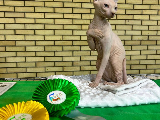 Канадский сфинкс