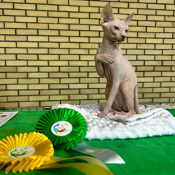 Канадский сфинкс