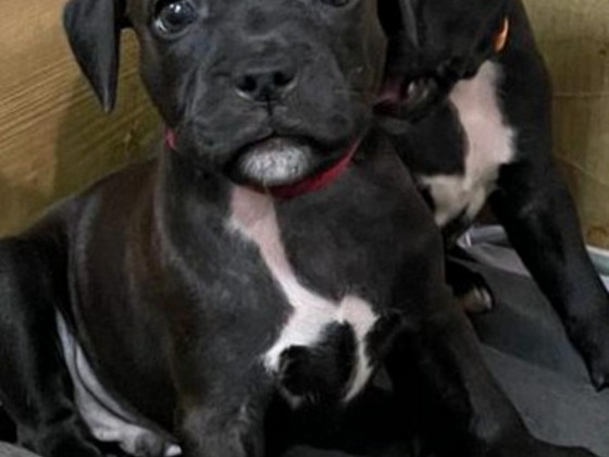 Staffordshirenbullterrieri