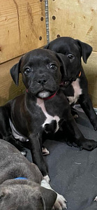 Staffordshirenbullterrieri (1 valokuva sivusta 4)