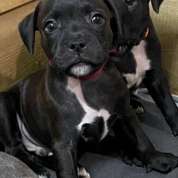 Staffordshirenbullterrieri