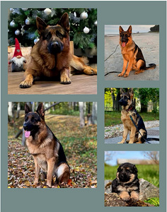 Щенки немецкой овчарки (10 фото из 10)