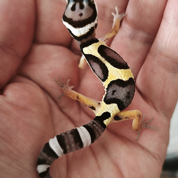 Gekko