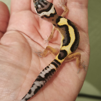 Gekko
