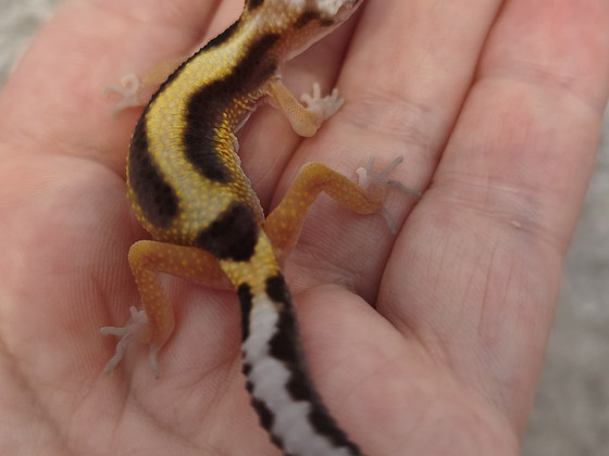Gekko