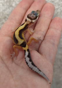 Gekko (1 foto / 2)